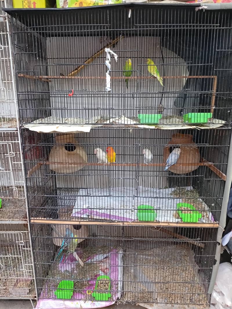 budgies and Java 0