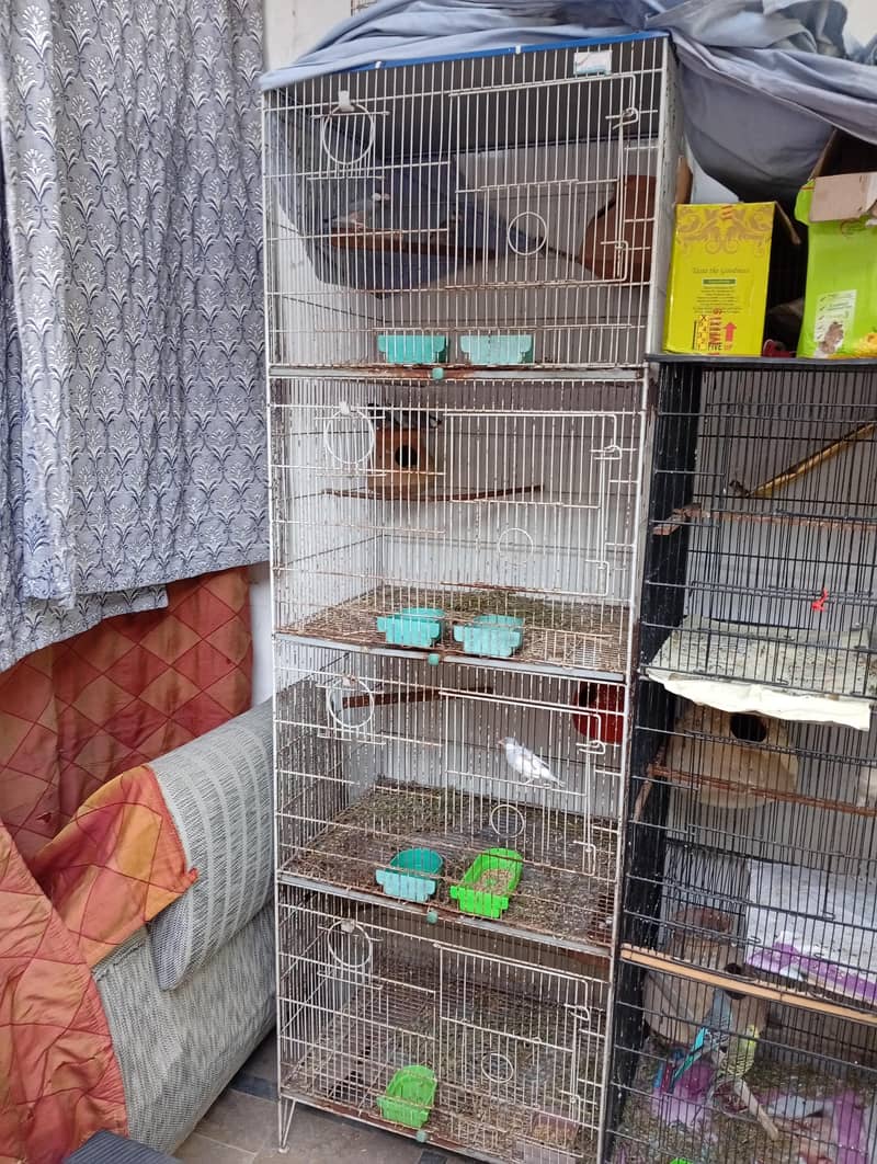 budgies and Java 1