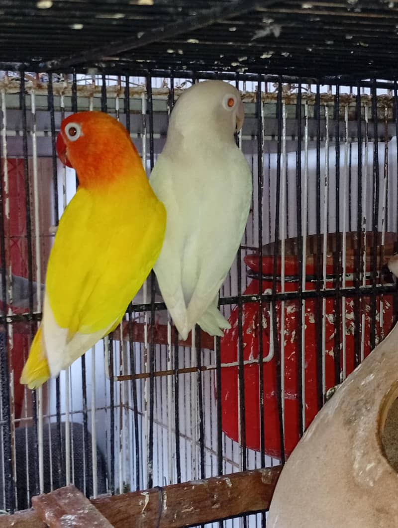 budgies and Java 2