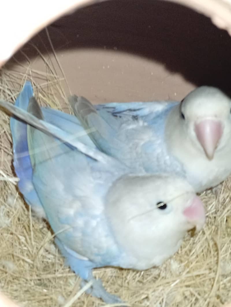 budgies and Java 3