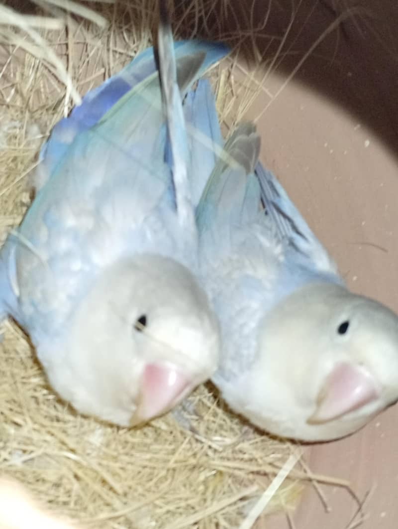 budgies and Java 4