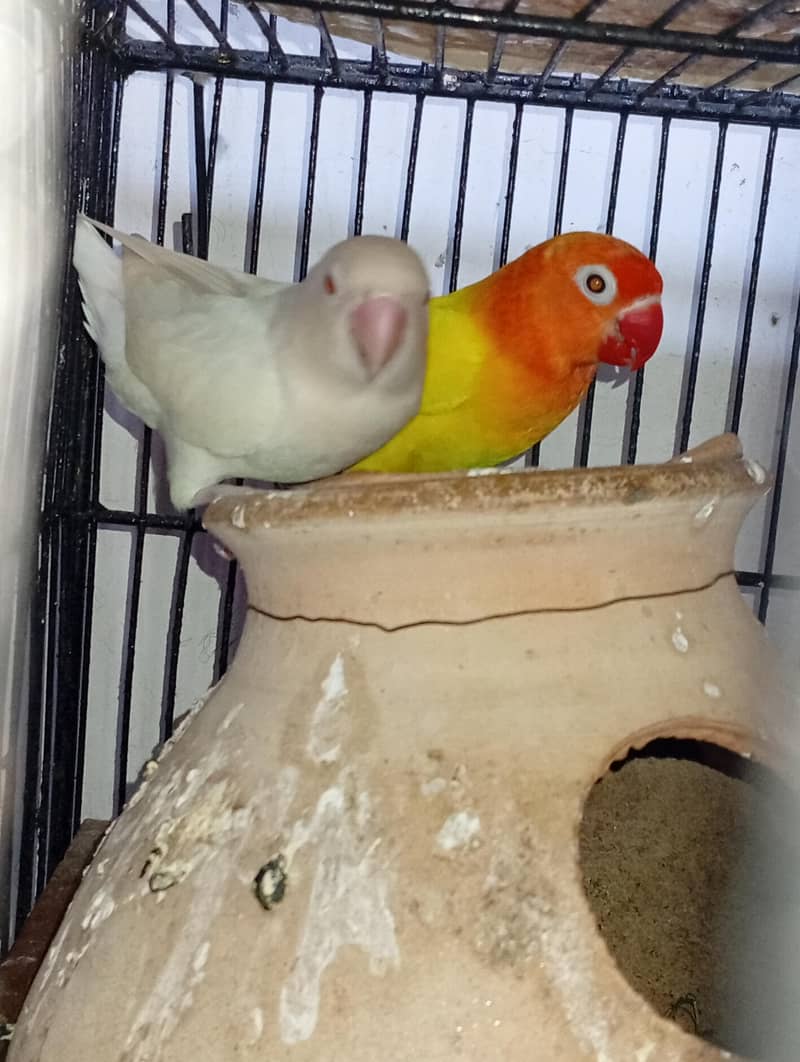 budgies and Java 5