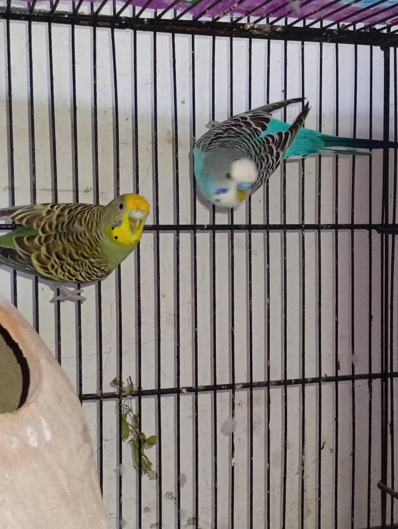 budgies and Java 6