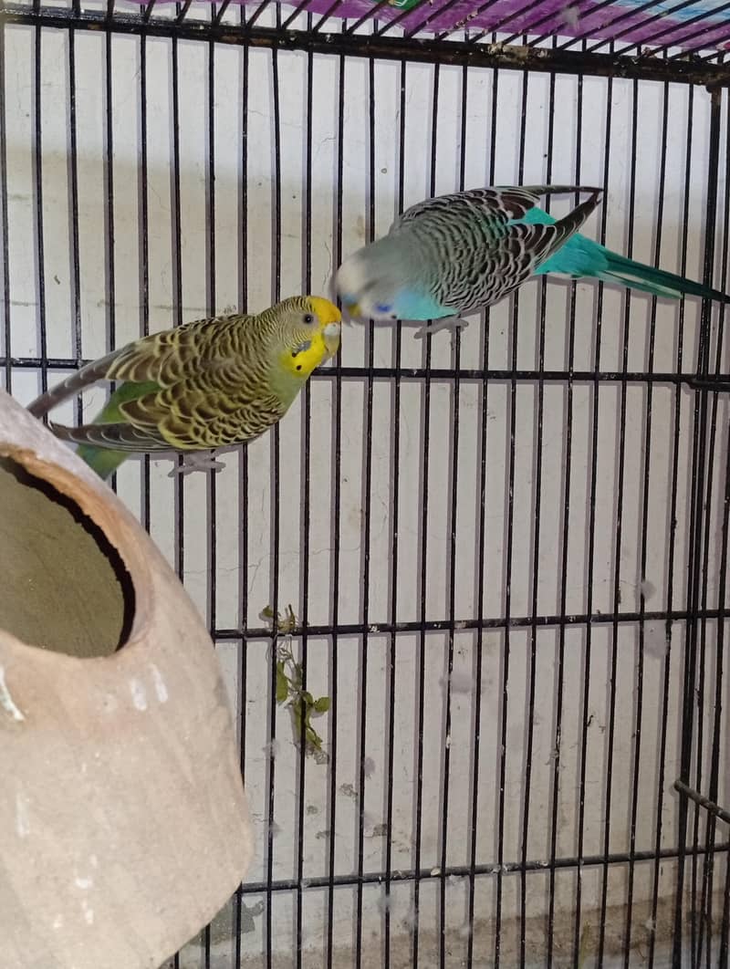 budgies and Java 7