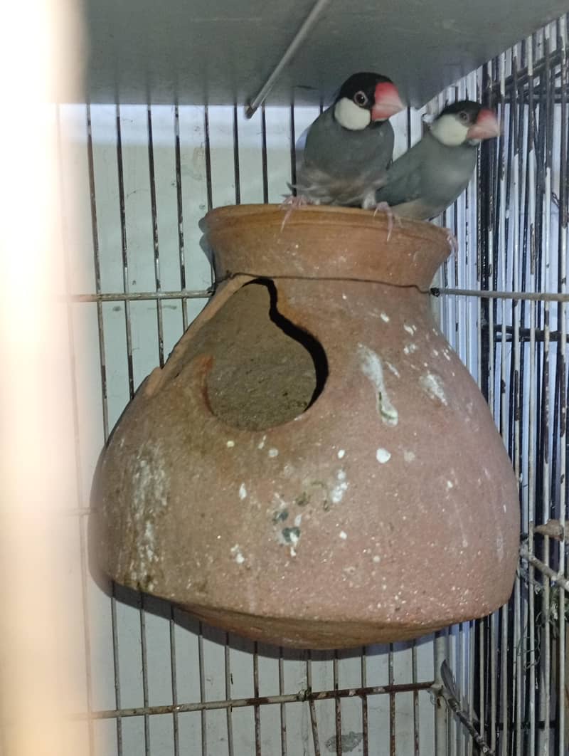 budgies and Java 8