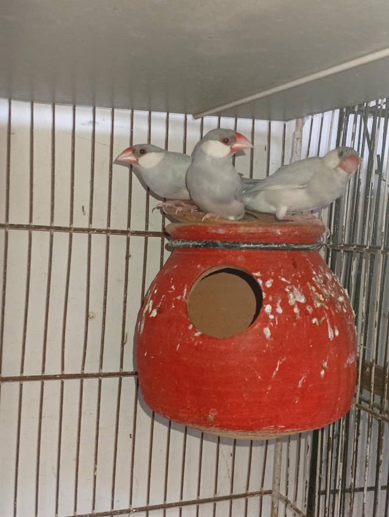 budgies and Java 9