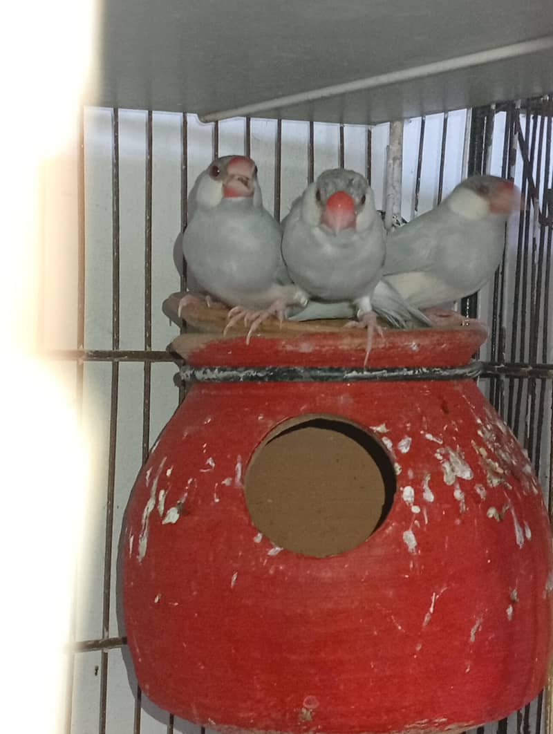 budgies and Java 10