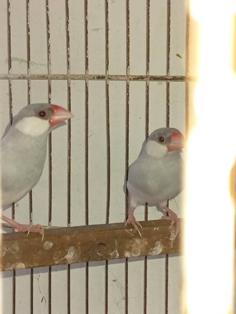 budgies and Java 11