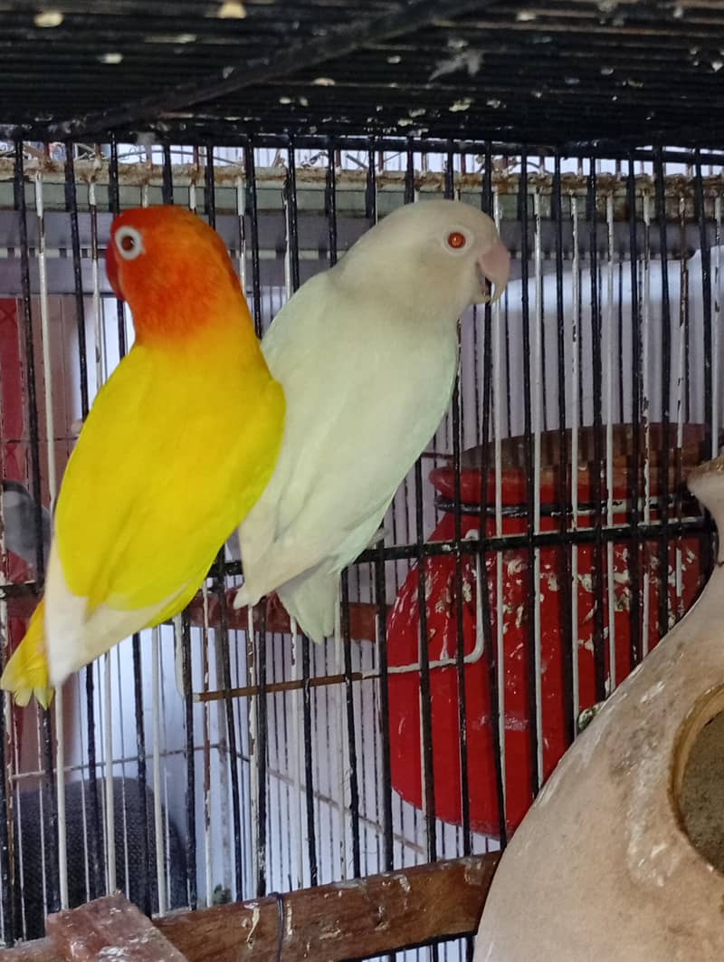 budgies and Java 12