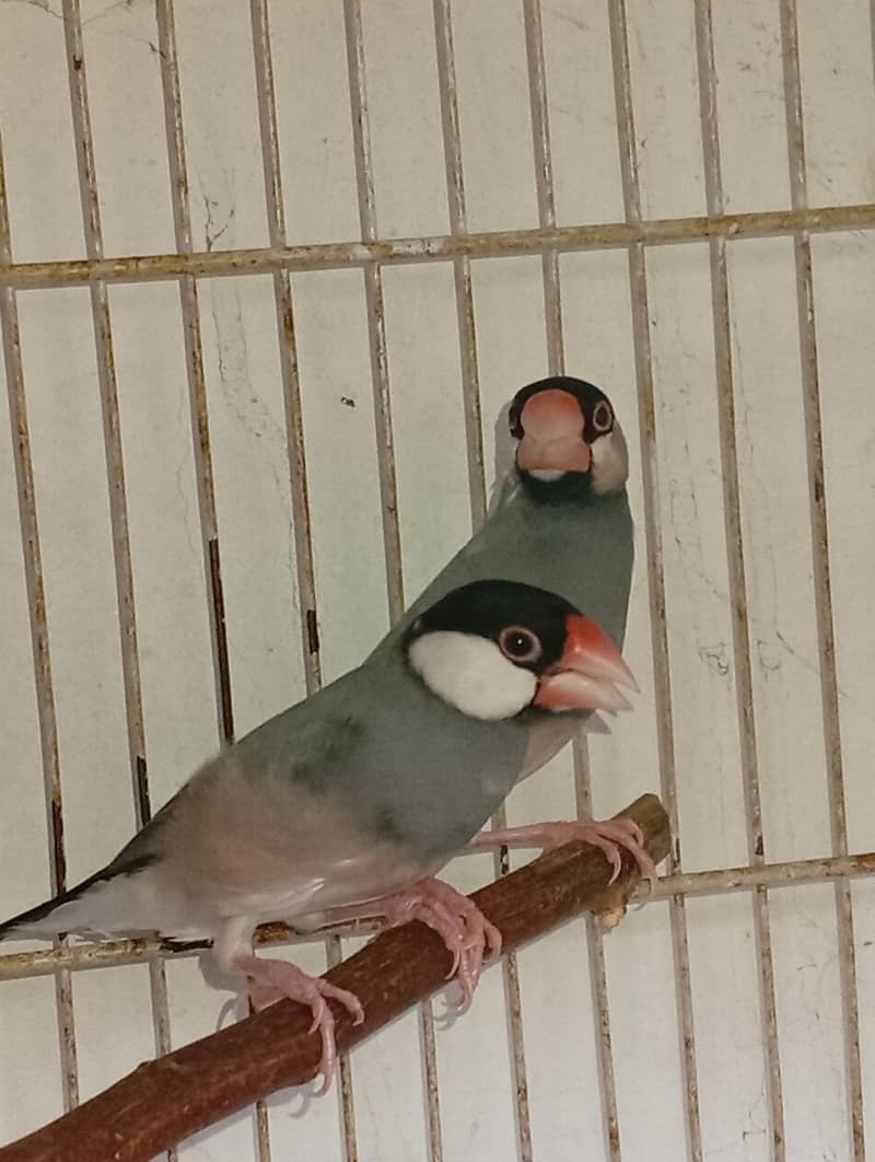 budgies and Java 13