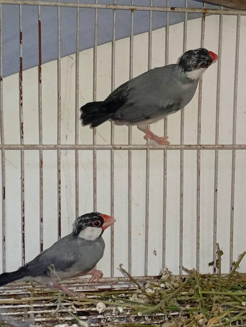 budgies and Java 14
