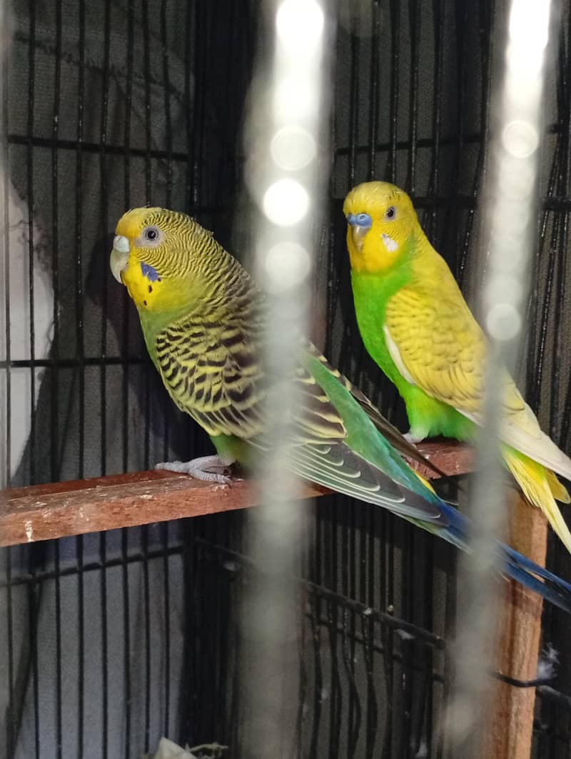 budgies and Java 16