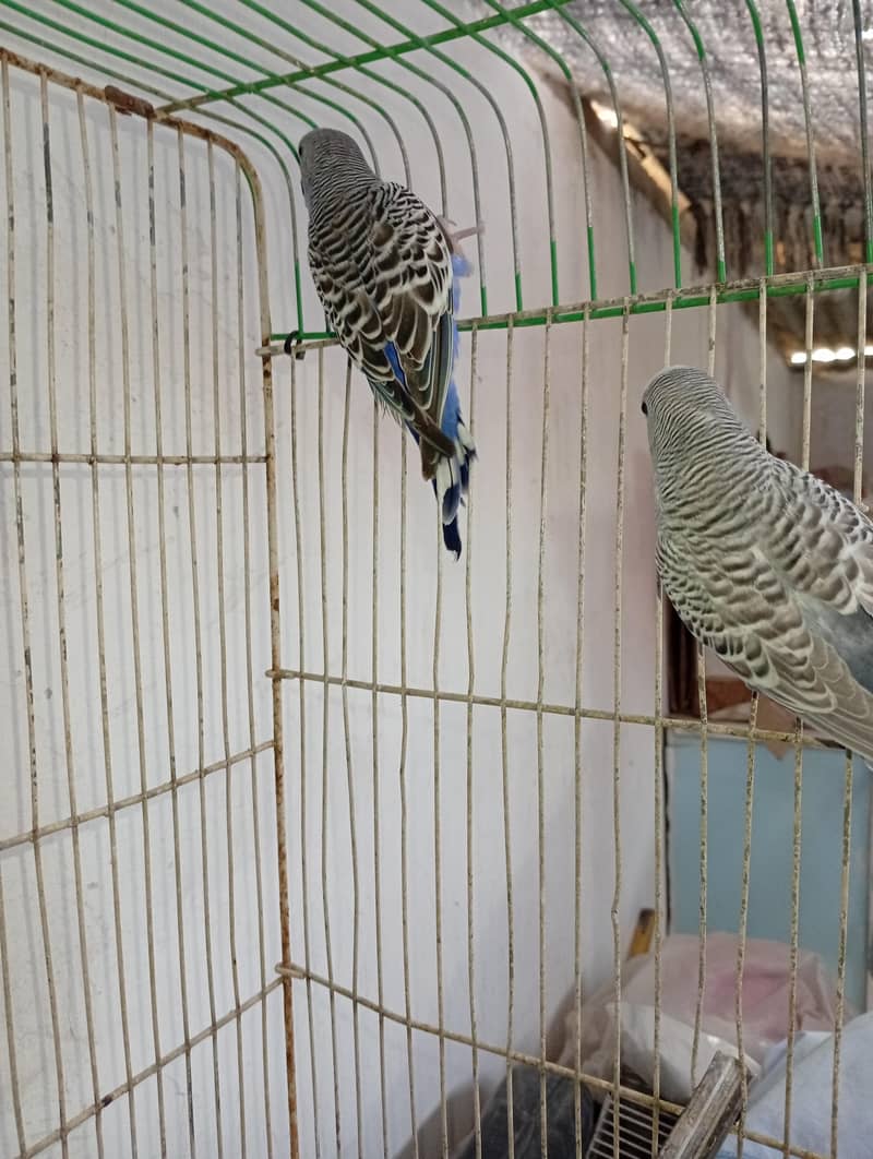 budgies and Java 17