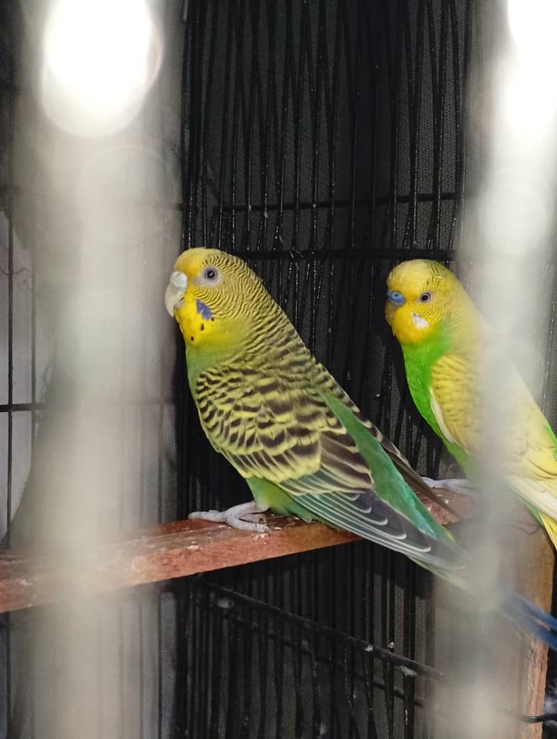 budgies and Java 18