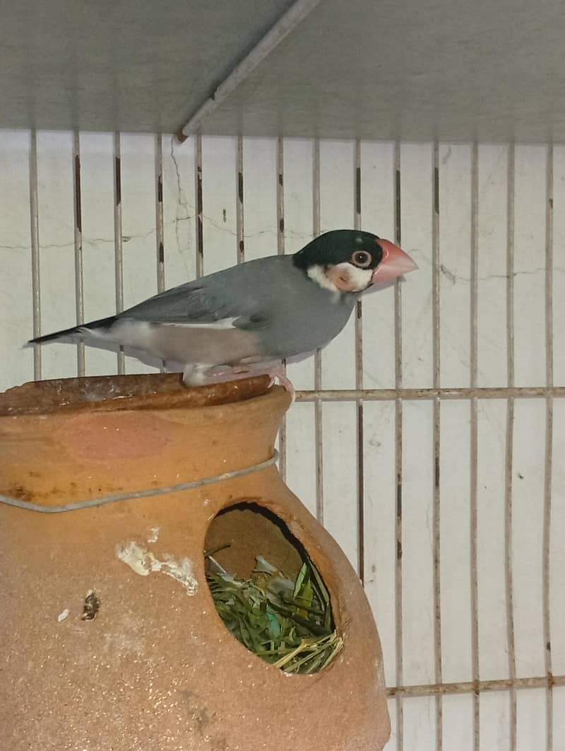 budgies and Java 19