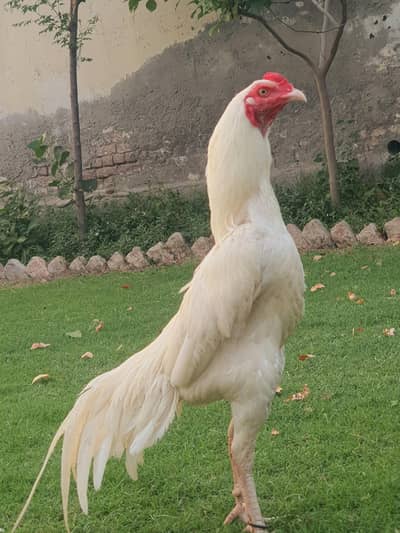 Heera