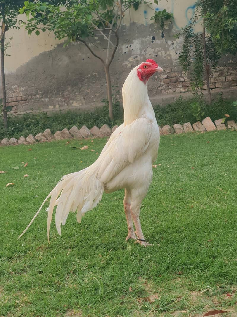 Heera 1