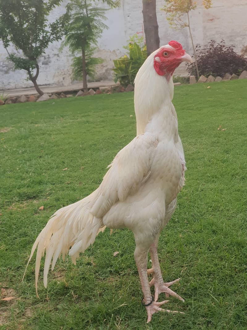Heera 2