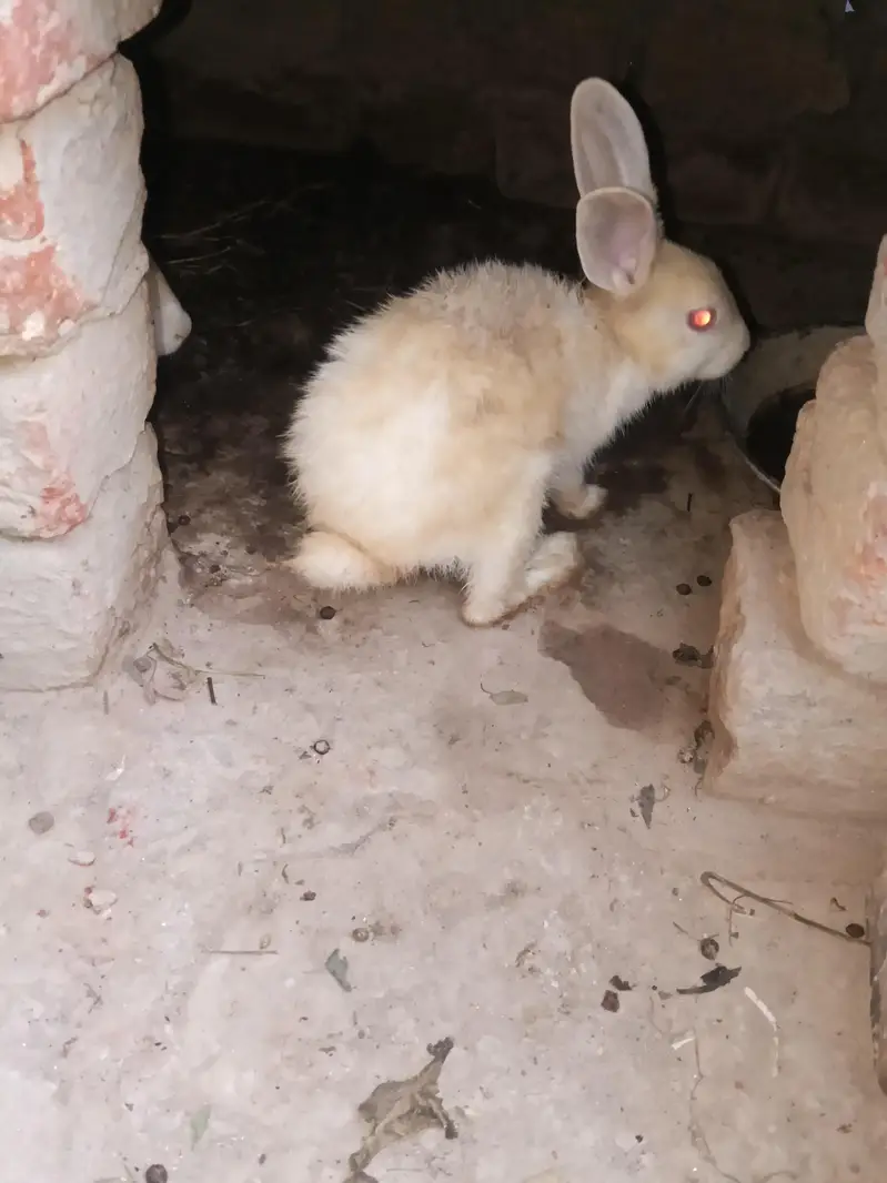 Healthy rabbit  for sale