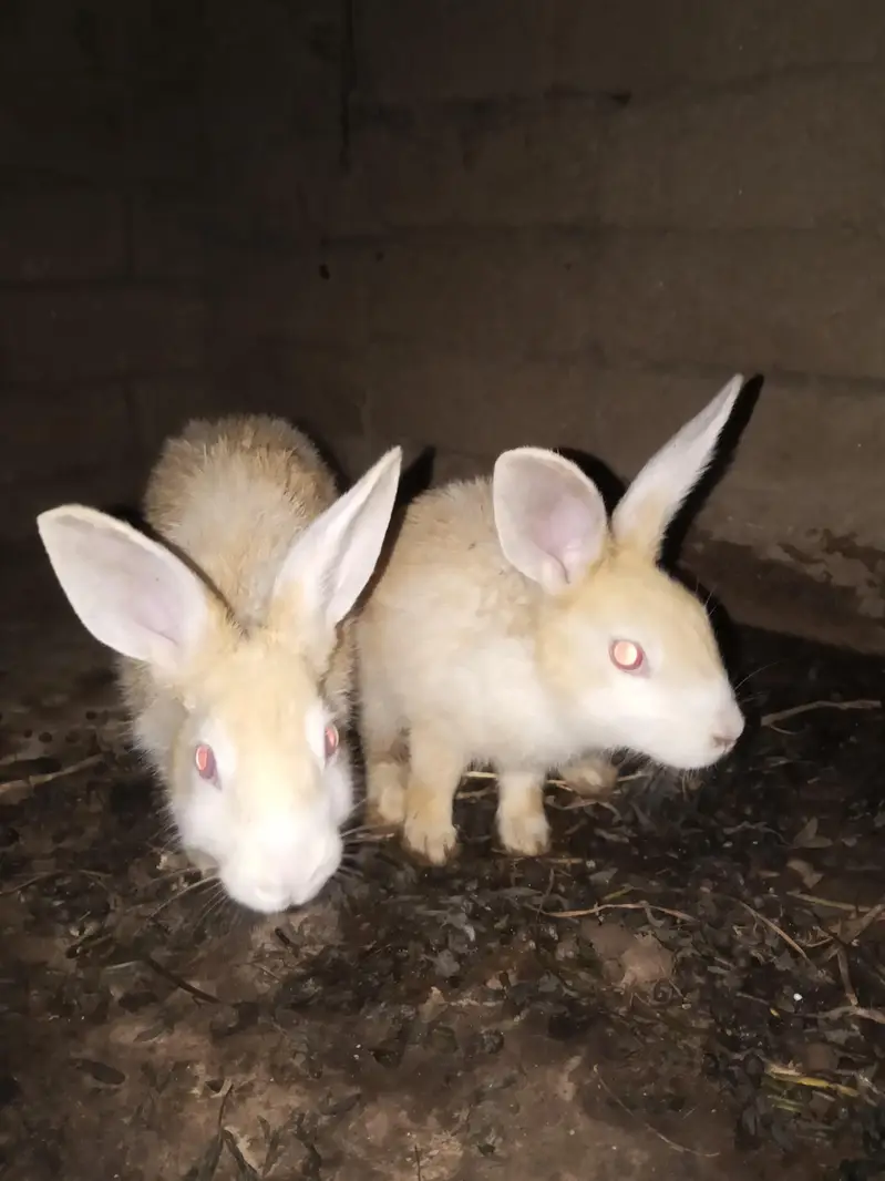 Healthy rabbit  for sale — photo 2