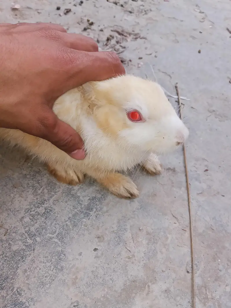 Healthy rabbit  for sale — photo 3