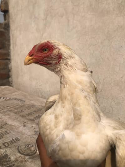 heeri mainwali Aseel murgi
