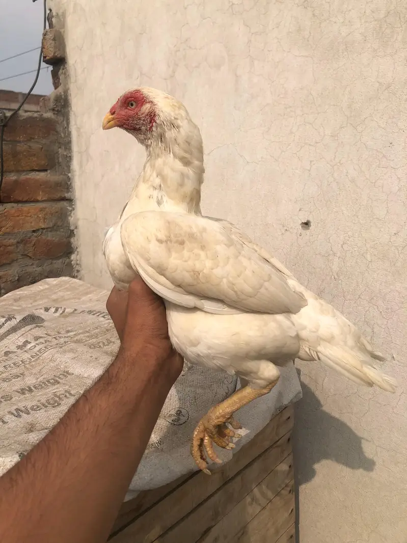 heeri mainwali Aseel murgi — photo 2