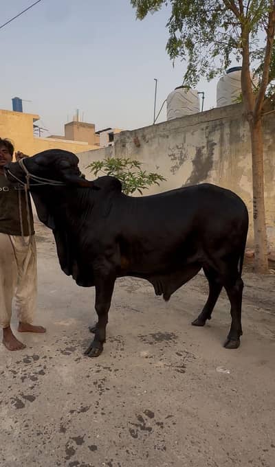 2 dant bull for sale