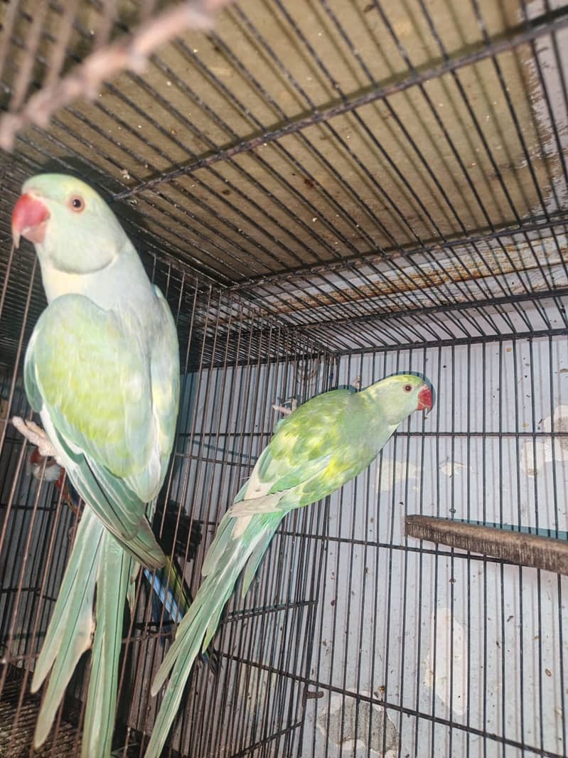 Rainbow  Ringnack Parrot  PAIR 0