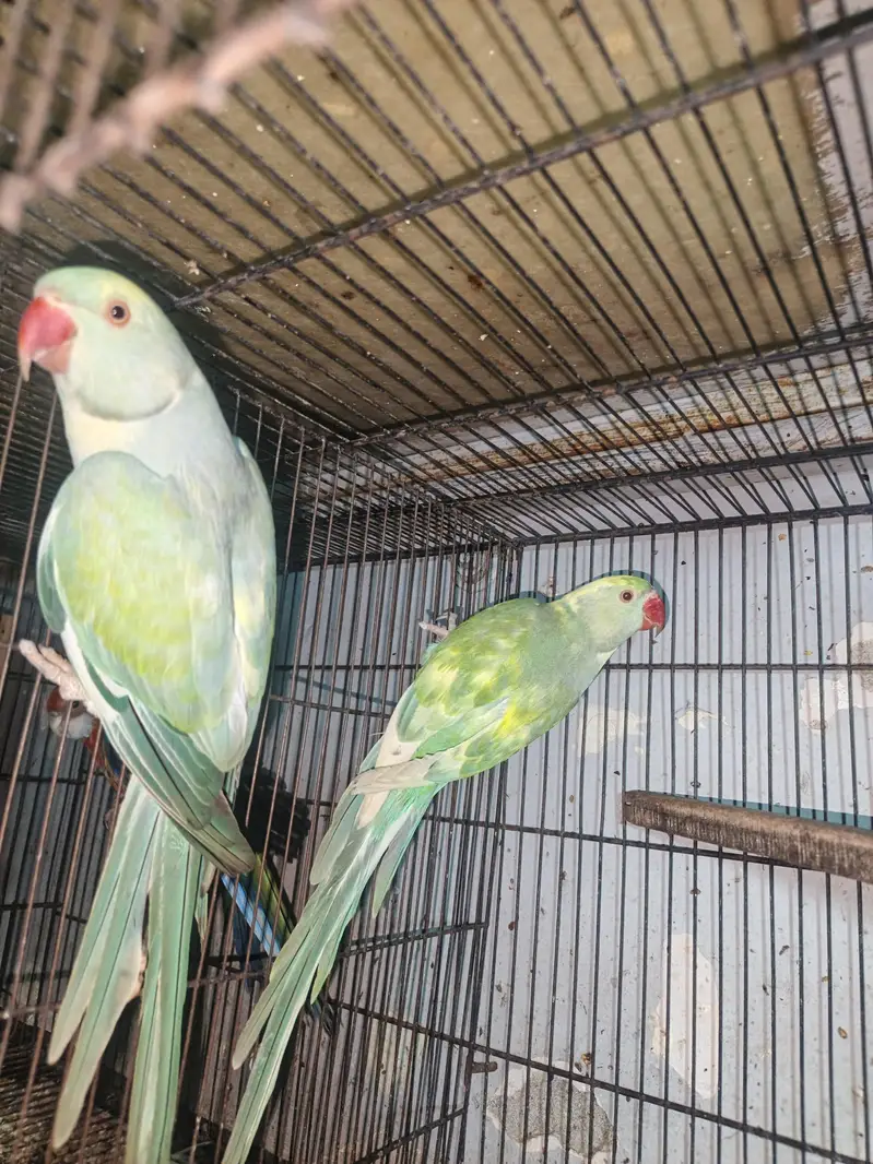 Rainbow  Ringnack Parrot  PAIR