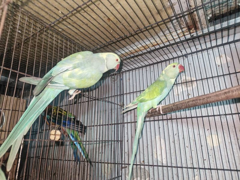 Rainbow  Ringnack Parrot  PAIR 1