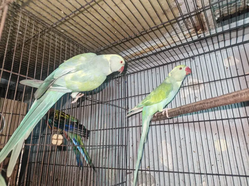 Rainbow  Ringnack Parrot  PAIR — photo 2