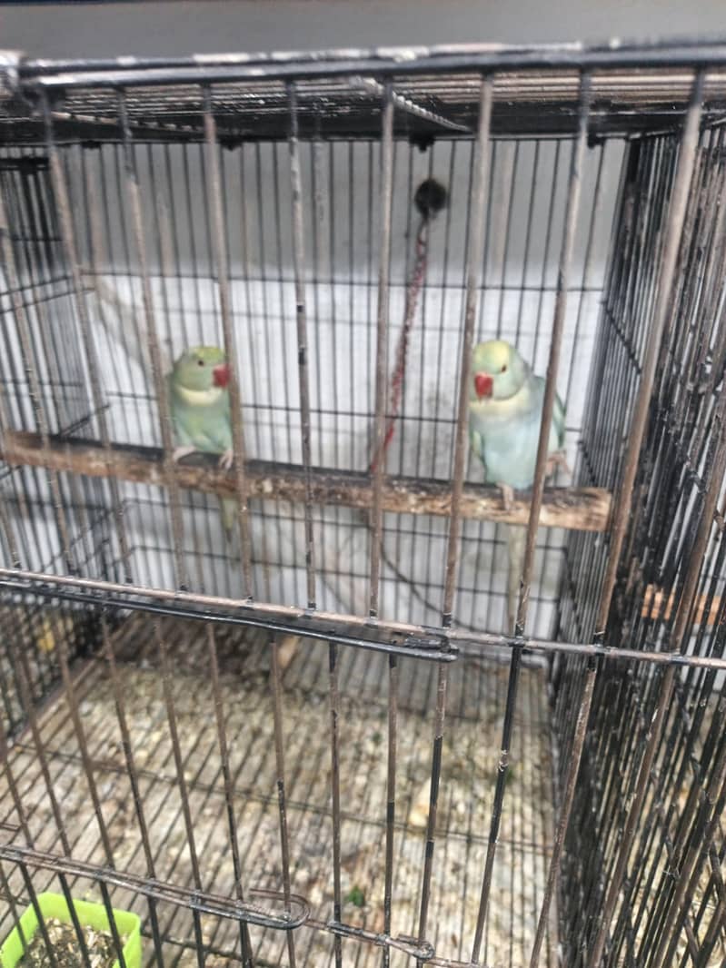Rainbow  Ringnack Parrot  PAIR 2