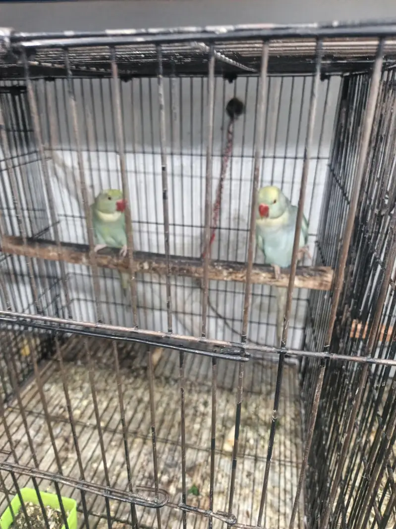 Rainbow  Ringnack Parrot  PAIR — photo 3