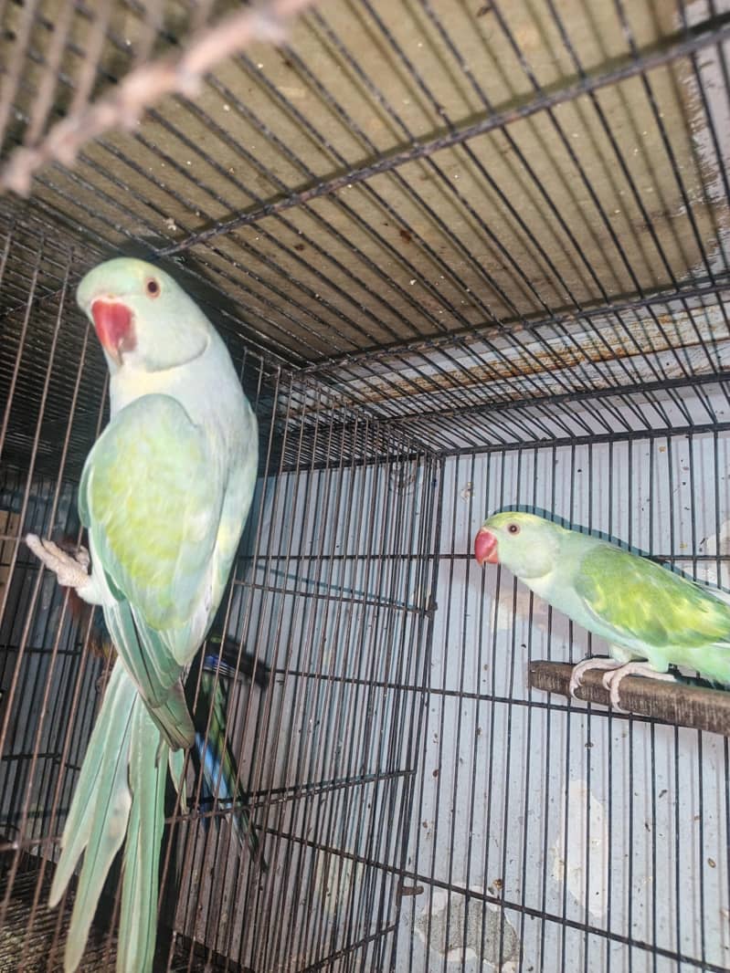 Rainbow  Ringnack Parrot  PAIR 3