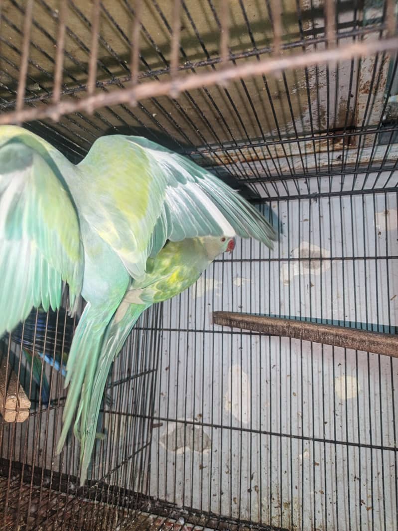 Rainbow  Ringnack Parrot  PAIR 4