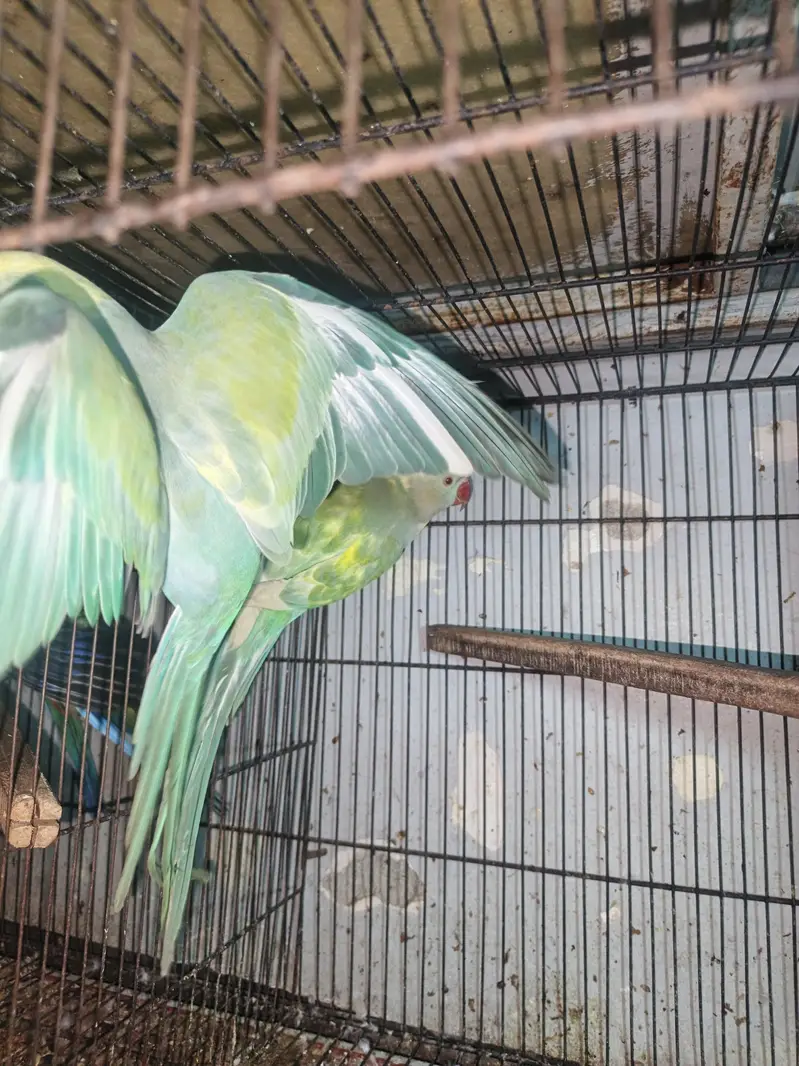 Rainbow  Ringnack Parrot  PAIR — photo 5