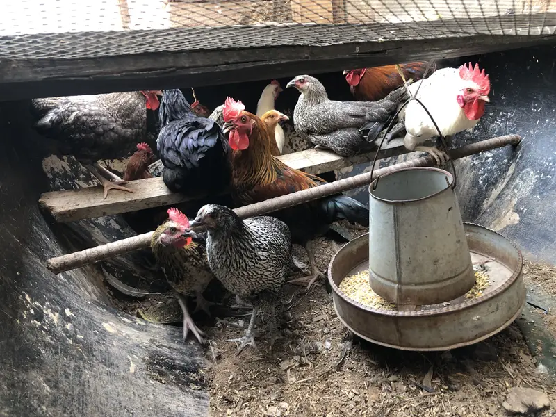Healthy golden misri pairs and single piece for sale