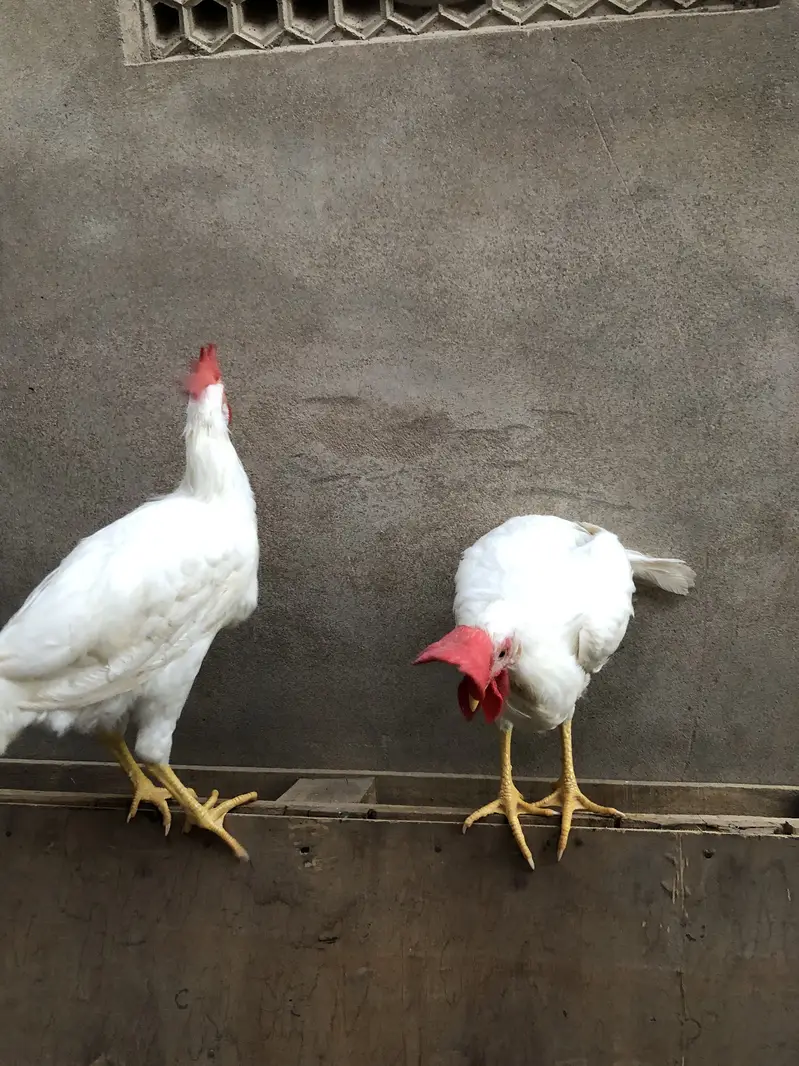 Healthy golden misri pairs and single piece for sale — photo 8