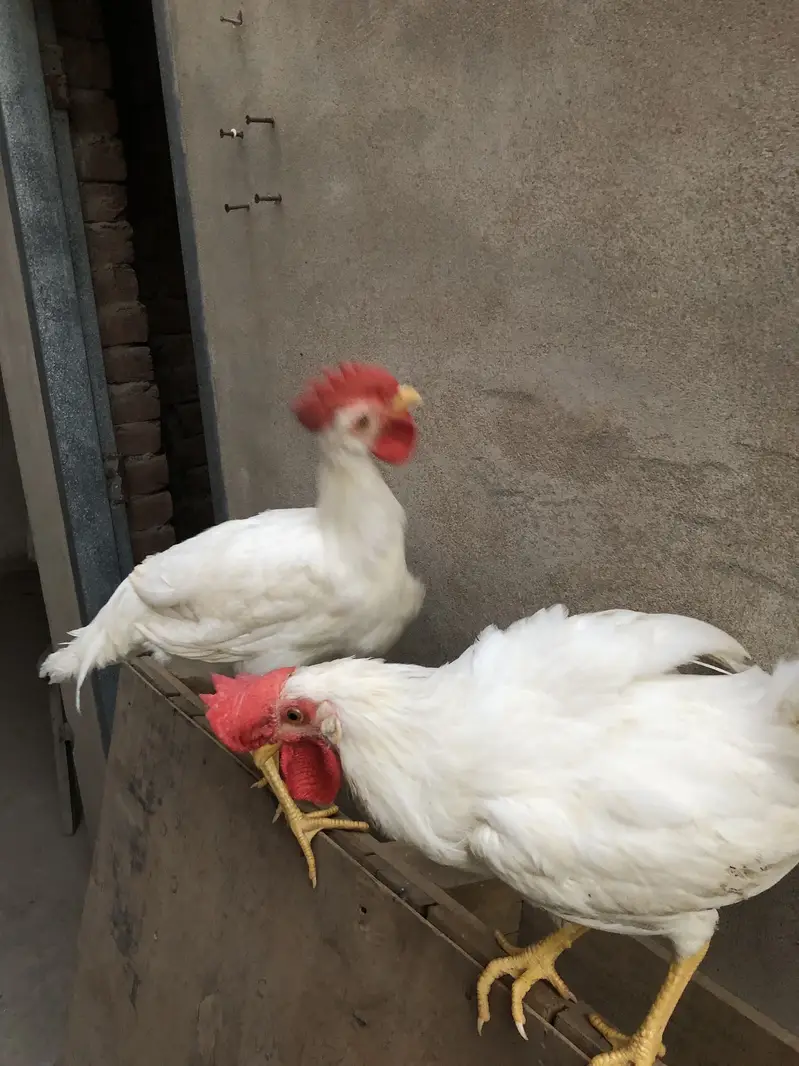 Healthy golden misri pairs and single piece for sale — photo 9