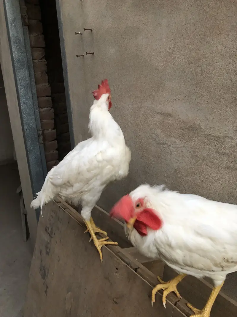 Healthy golden misri pairs and single piece for sale — photo 11