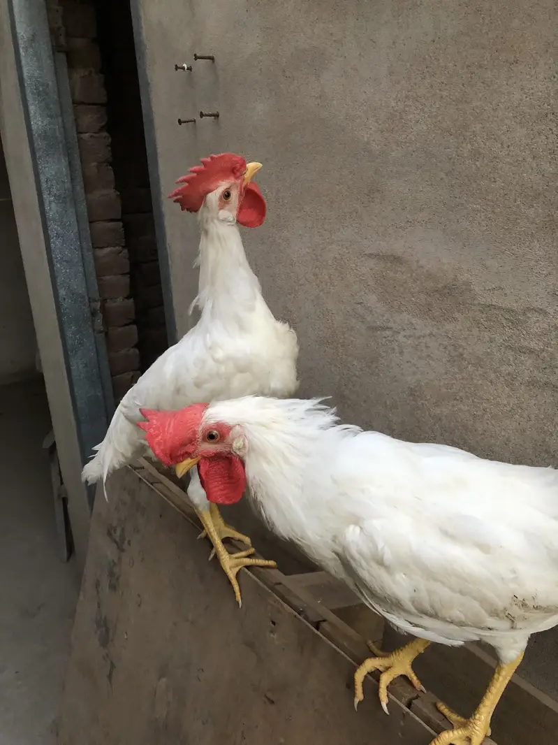 Healthy golden misri pairs and single piece for sale — photo 12
