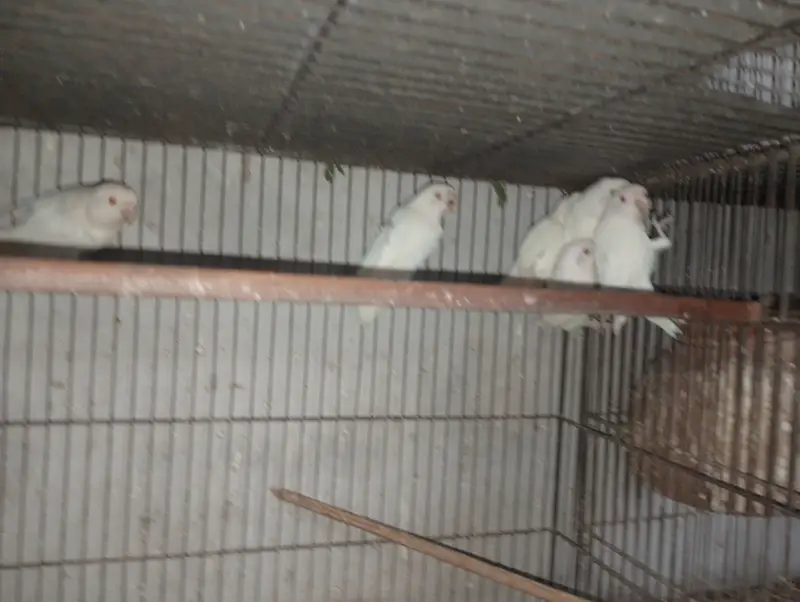Albino Red Eye Palefellow or Green euwing opline — photo 2