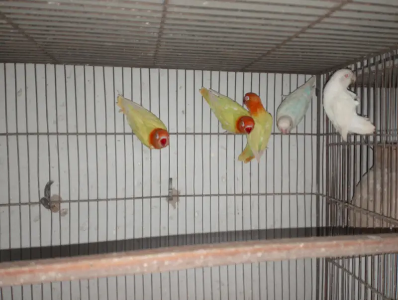 Albino Red Eye Palefellow or Green euwing opline — photo 3