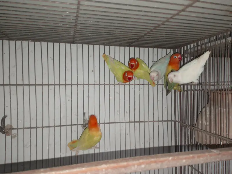 Albino Red Eye Palefellow or Green euwing opline — photo 4