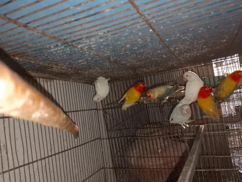 Albino Red Eye Palefellow or Green euwing opline — photo 5