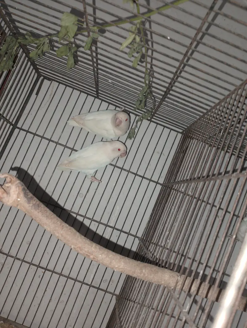 Albino Red Eye Palefellow or Green euwing opline — photo 6