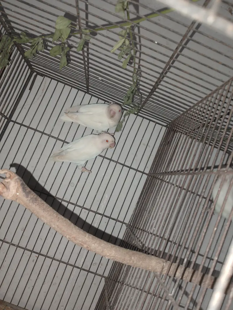 Albino Red Eye Palefellow or Green euwing opline — photo 7