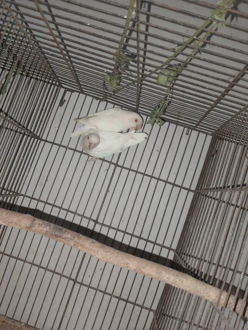 Albino Red Eye Palefellow or Green euwing opline — photo 8