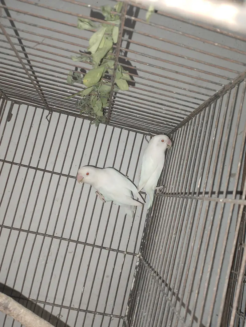 Albino Red Eye Palefellow or Green euwing opline — photo 9